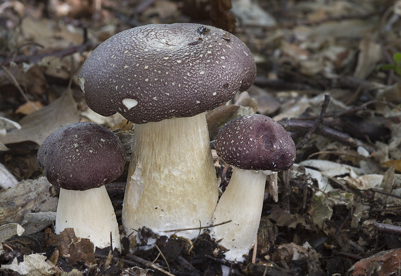 Stropharia rugosoannulata